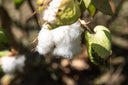 Pourquoi le coton pima est-il si demandé ?