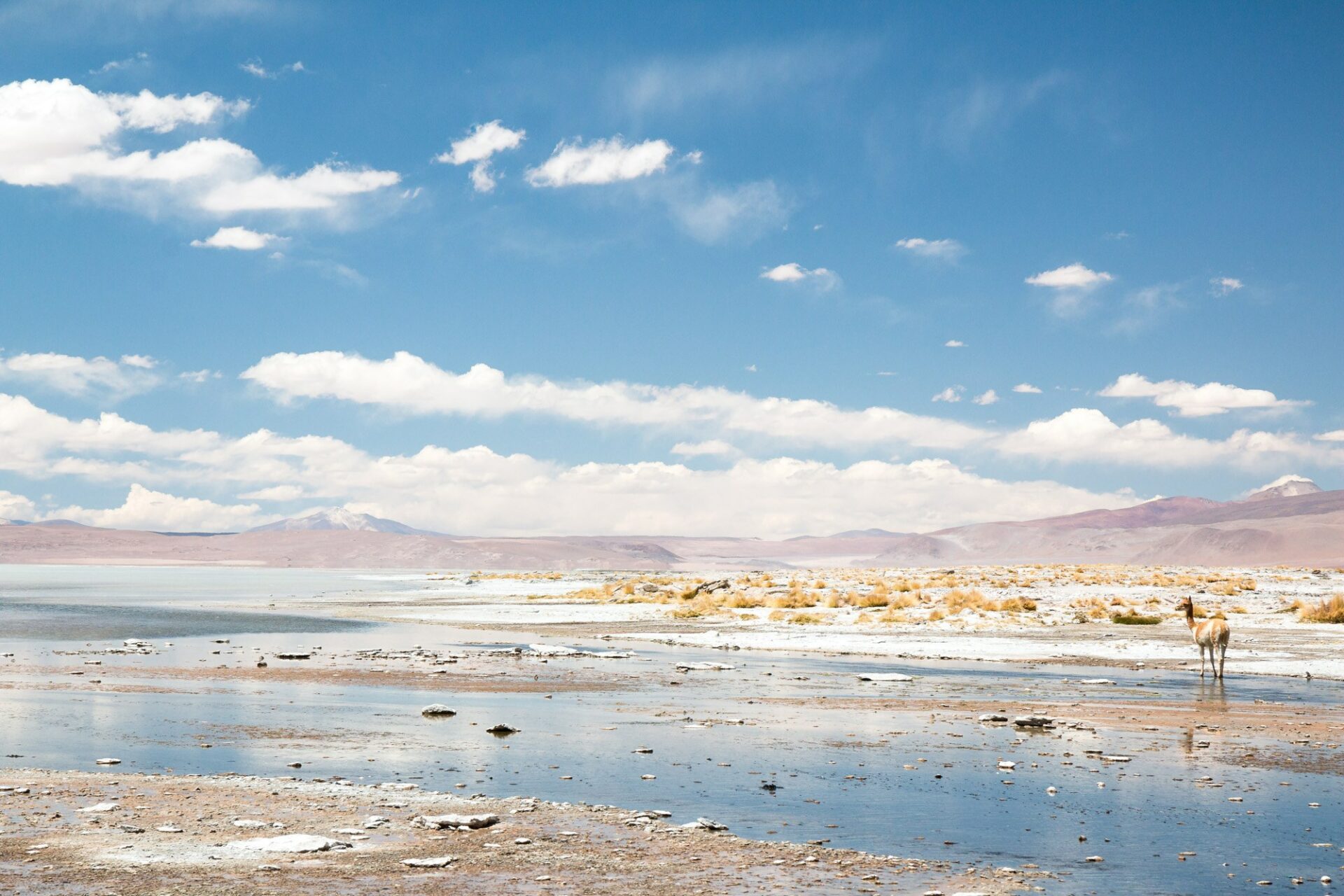 Vicugna in Bolivia