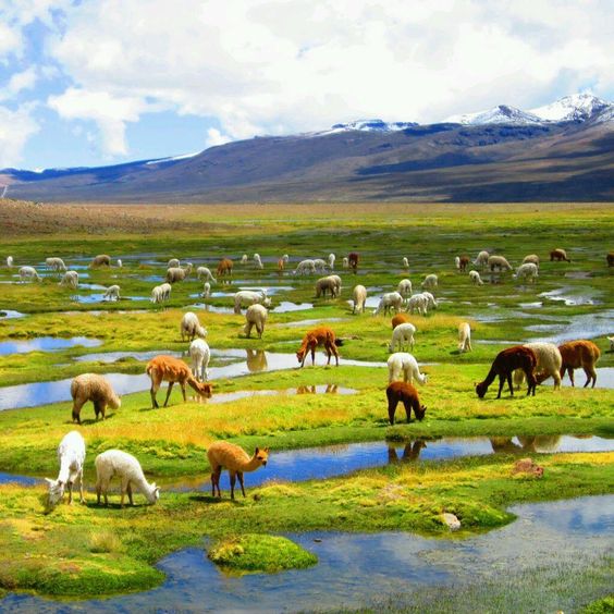 Pérou Colca Canyon (Arequipa, Peru)