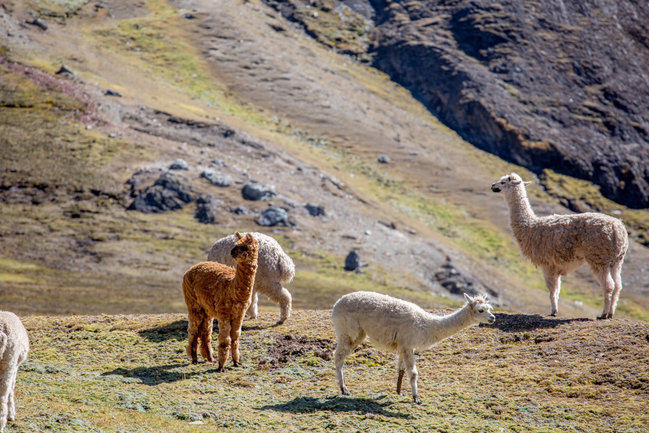 La Laine D’alpaga By Anonym Apparel