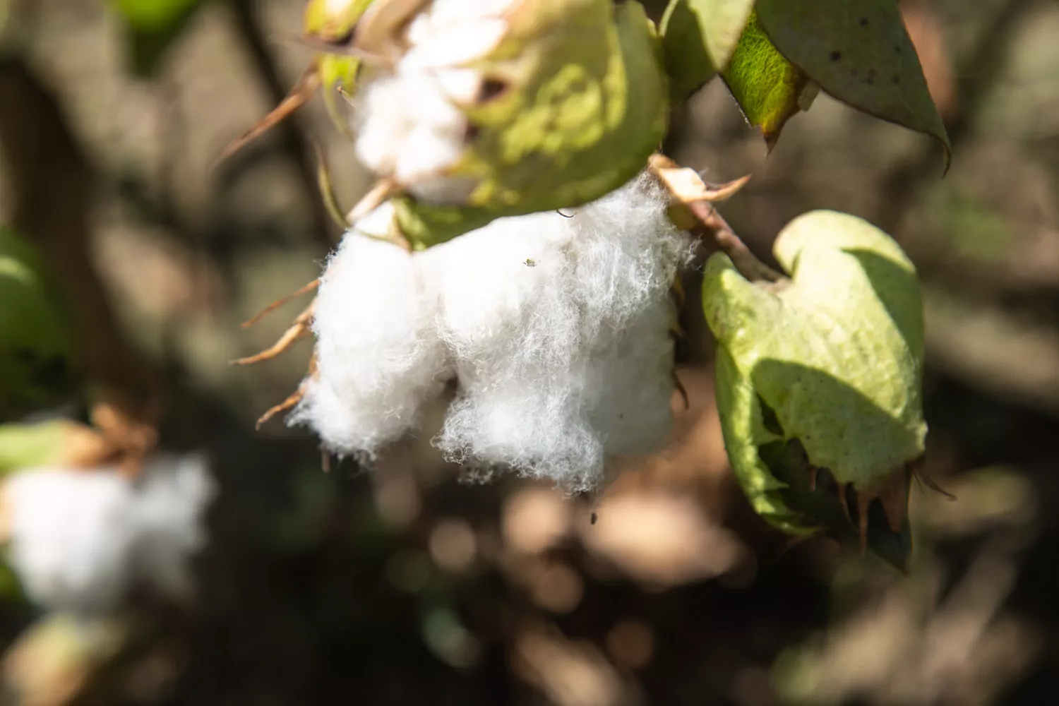 Pima cotton