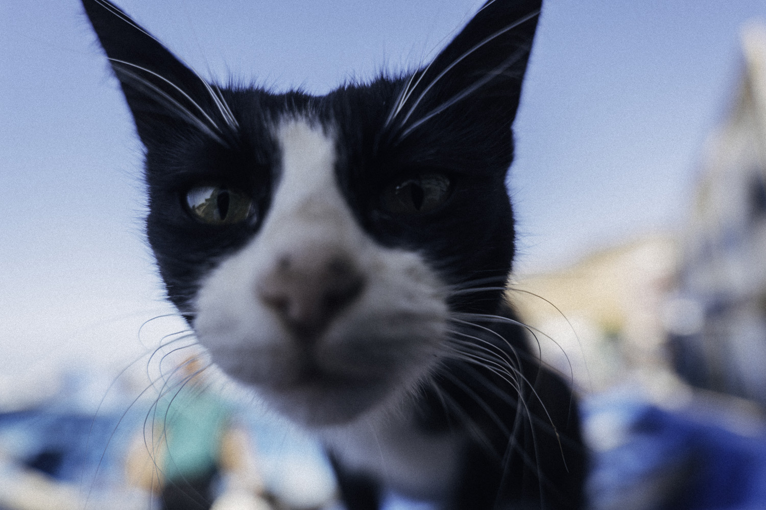 Sebchebassier Anonym Maroc 288