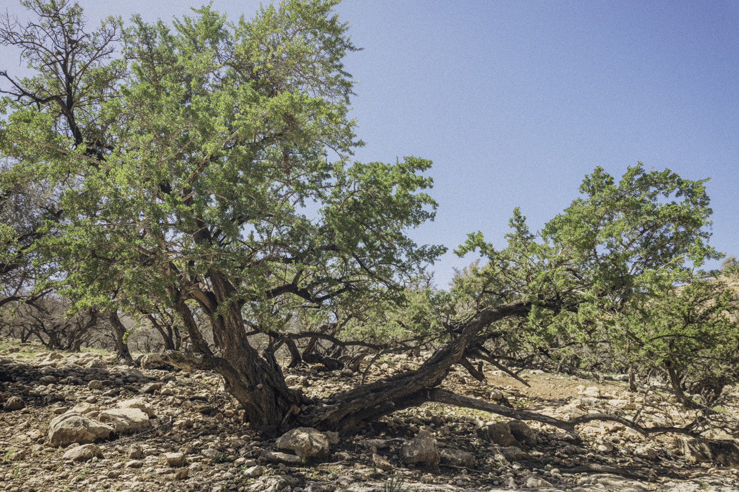 Sebchebassier Anonym Maroc 561