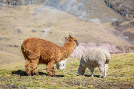 Altiplano Alpaca Fleece Anonymapparel Elegantdesign