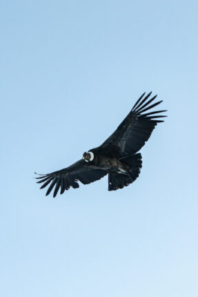 Condor By Nicolas Encina Unsplash