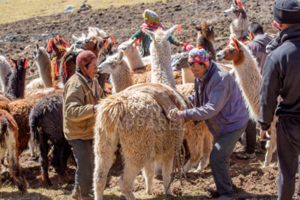 Altiplano