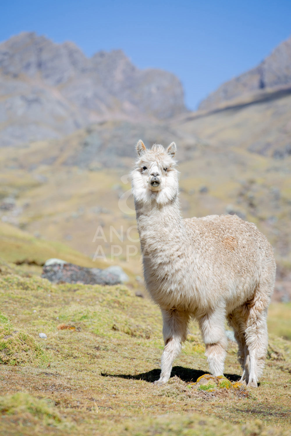 Altiplano Alpagablanc Anonymapparel Elegantdesign