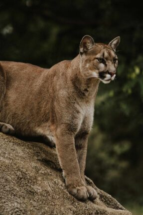 Pumaby