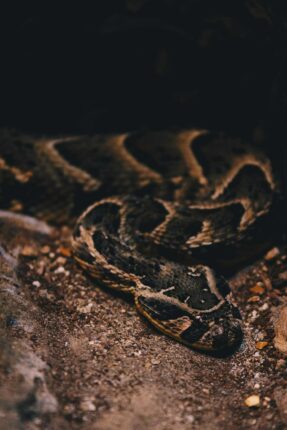 Snake By